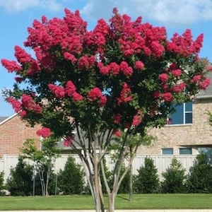 May include: A crape myrtle tree in full bloom with vibrant magenta-pink flower clusters covering its canopy. The tree features a smooth, light-colored trunk with multiple branches and dark green leaves, set against a clear blue sky background.
