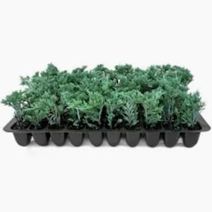 May include: A black plastic nursery tray containing eighteen individual cells, each holding a small, vibrant green juniper seedling with dense, needle-like foliage. The plants are arranged in a uniform grid, showing healthy growth and texture.