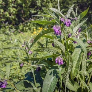 May include: A comfrey plant featuring clusters of small, bell-shaped purple flowers and long, pointed, textured green leaves. The plant has multiple stems growing upwards with foliage that displays a prominent vein pattern throughout the surface.