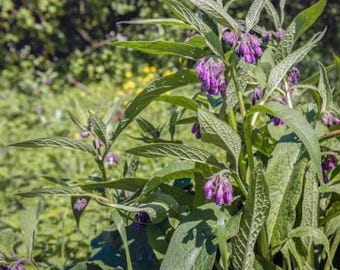 Organic Comfrey Roots for Planting Bocking 14 Russian Comfrey Root Cuttings Live Plants