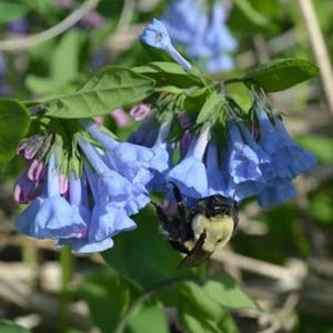 May include: A fuzzy black and yellow bumblebee clings to a cluster of bell-shaped light blue flowers with green leaves. The plant features multiple drooping blossoms in shades of blue and soft pink, set against a backdrop of green foliage.
