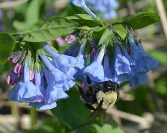 20 Virginia Bluebells Bare Root Mertensia virginica Native Wildflower
