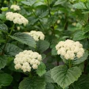 May include: A cluster of white hydrangea flowers with rounded, dense petals blooming on a shrub. The plant features large, serrated, dark green leaves with visible veins, providing a lush backdrop for the bright, spherical white flower heads.