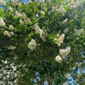 May include: A dense tree featuring abundant clusters of small white flowers interspersed among vibrant green leaves. The branches are heavily laden with these delicate blossoms, creating a full and textured appearance against a bright blue sky.