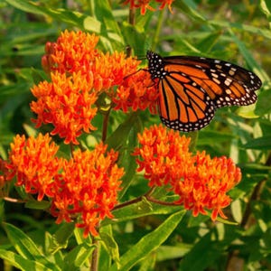 May include: A monarch butterfly with orange and black wings rests on a cluster of bright orange butterfly weed flowers. The butterfly has white spots along its black wing edges, and the plant features narrow green leaves on thin stems.