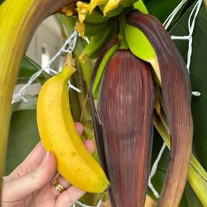 May include: A vibrant yellow banana held next to a large, deep purple banana blossom. The blossom features thick, layered bracts that curve downward, revealing bright green, immature bananas growing from the central stalk of the plant.