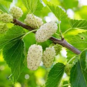 May include: A cluster of white mulberries hanging from a brown branch, surrounded by vibrant green, serrated leaves. The berries have a bumpy, textured surface and are shown in various stages of development, with some appearing smaller and rounder.