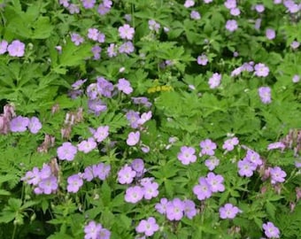 10 Cranesbill Wild Geranium Plant Bare Root Geranium maculatum Perennial Flower