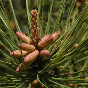 May include: A cluster of light brown, textured pine pollen cones growing from a central stem, surrounded by long, slender, vibrant green pine needles. The cones are cylindrical with a distinct scale pattern, pointing outward in various directions.