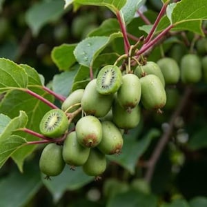 May include: A cluster of small, oval-shaped hardy kiwi fruits hanging from a vine with green leaves and reddish stems. Two of the fruits are sliced in half, revealing a light green interior with a central white core and tiny black seeds.