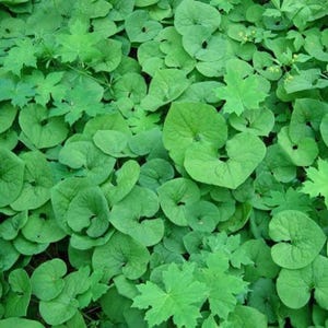 20 Wild Ginger Bare Root Plants Asarum canadense Native Shade Perennial
