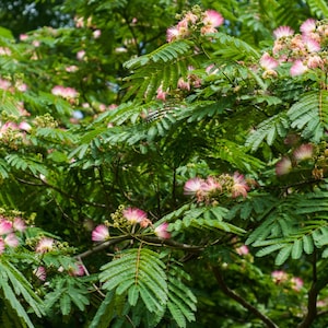 May include: A silk tree featuring delicate, feathery green bipinnate leaves and numerous clusters of soft, pink, pom-pom-shaped flowers. The branches are densely covered in foliage, with the vibrant pink blossoms distributed throughout the canopy.