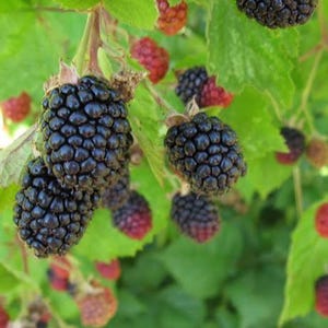 Pu&ograve; includere: Un grappolo di more mature e alcune bacche rosse acerbe che crescono su un viticcio dalle foglie verdi. Le more sono scure, lucide e presentano una consistenza formata da piccole drupe, mentre le bacche rosse sono pi&ugrave; piccole e rotonde.