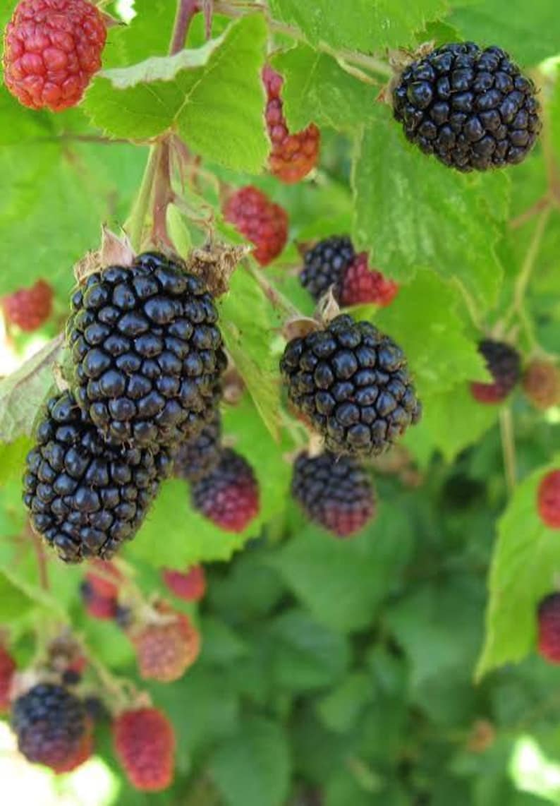 Pu&ograve; includere: Un grappolo di more mature e alcune bacche rosse acerbe che crescono su un viticcio dalle foglie verdi. Le more sono scure, lucide e presentano una consistenza formata da piccole drupe, mentre le bacche rosse sono pi&ugrave; piccole e rotonde.