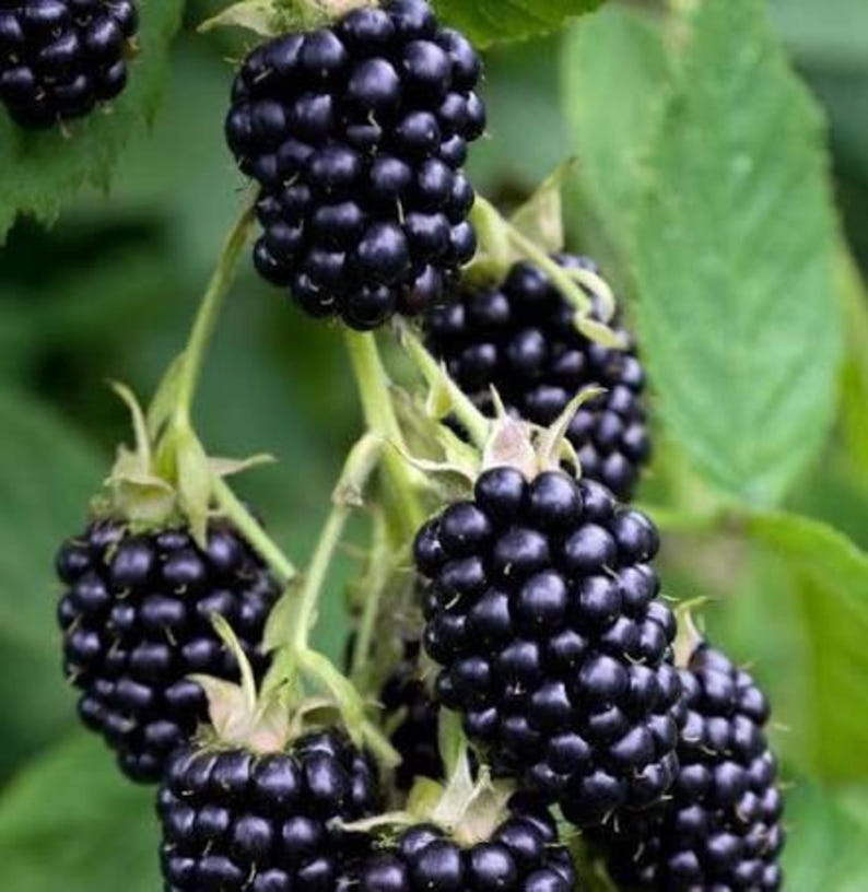 Pu&ograve; includere: Un grappolo di more mature di colore viola scuro appese a steli verdi. Il frutto &egrave; composto da numerose piccole drupe arrotondate strettamente raggruppate. Le bacche sono attaccate a steli verde chiaro con foglie verdi visibili.