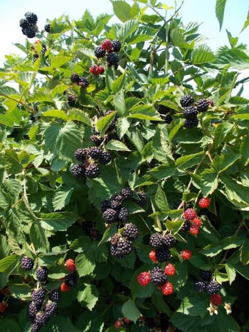Pu&ograve; includere: Un rigoglioso cespuglio di more con numerosi grappoli di bacche mature, di colore nero violaceo scuro, insieme a bacche rosse pi&ugrave; piccole e acerbe. La pianta presenta foglie verdi seghettate e sottili steli legnosi che si estendono.