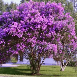 May include: A large crape myrtle tree in full bloom, covered in dense clusters of vibrant purple flowers. The tree features a multi-trunk structure with smooth, light-colored bark, standing prominently against a backdrop of green foliage.