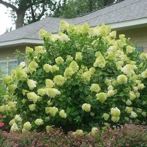 May include: A large, rounded hydrangea shrub featuring numerous clusters of pale lime-green and creamy white flowers. The plant has dense, dark green foliage and is positioned in front of a house with a gray shingled roof and light-colored siding.
