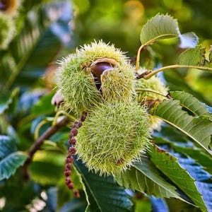 May include: Two spiky, light green chestnut burs hang from a branch, with one partially open to reveal a smooth, dark brown chestnut inside. The cluster is surrounded by serrated green leaves and a thin, dangling brown catkin on a woody stem.