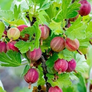 3 Pixwell Gooseberry Starter Plant Ribes Uva-Crispa Live Fruit Bush Sweet Purple Berry