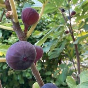 May include: A fig tree branch featuring several ripe, dark purple figs with smooth skin. The fruit is attached to light-colored, woody stems, surrounded by large, lobed green leaves that provide a natural backdrop to the ripening fruit.
