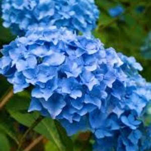 May include: Vibrant blue hydrangea flower clusters featuring numerous small, four-petaled blossoms densely packed into rounded heads. The bright blue petals display subtle variations in shade, supported by green stems and broad, dark green leaves.