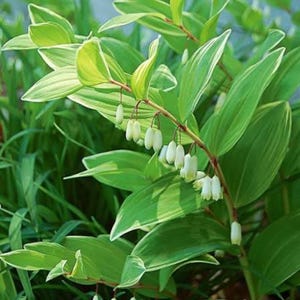 Può includere: Una pianta di sigillo di Salomone con steli arcuati e foglie verdi alternate a forma di lancia con bordi bianco crema. Piccoli fiori bianchi tubolari a forma di campana pendono in grappoli dalla parte inferiore degli steli.