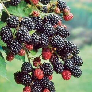 Pu&ograve; includere: Un grappolo di more che cresce su un tralcio con foglie verdi. Il frutto &egrave; composto da molte piccole drupe rotonde, che passano dal rosso brillante al viola scuro e al nero man mano che maturano. Le bacche sono raggruppate strettamente.