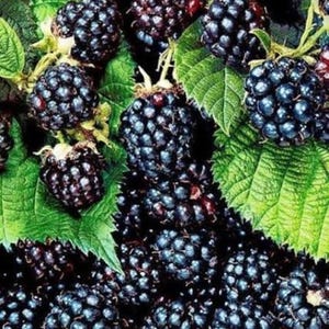 Pu&ograve; includere: Un grappolo di more mature di colore viola scuro con una superficie ruvida e irregolare. I frutti sono circondati da foglie verdi vibranti e seghettate con venature visibili, creando una densa disposizione naturale di bacche fresche.