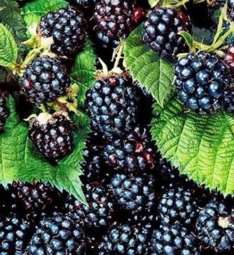Pu&ograve; includere: Un grappolo di more mature di colore viola scuro con una superficie ruvida e irregolare. I frutti sono circondati da foglie verdi vibranti e seghettate con venature visibili, creando una densa disposizione naturale di bacche fresche.