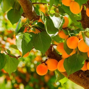 May include: A cluster of ripe, round, orange apricots hanging from a tree branch, surrounded by vibrant green leaves. The fruit displays a smooth, matte skin texture, with some apricots partially obscured by foliage in a natural outdoor setting.