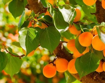 May include: A cluster of ripe, round, orange apricots hanging from a tree branch, surrounded by vibrant green leaves. The fruit displays a smooth, matte skin texture, with some apricots partially obscured by foliage in a natural outdoor setting.