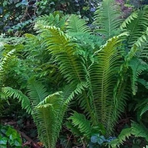May include: A lush cluster of vibrant green ferns featuring long, arching fronds with finely divided, feathery leaflets. The plant displays a dense, layered structure with multiple stems radiating outward, showcasing various shades of green foliage.