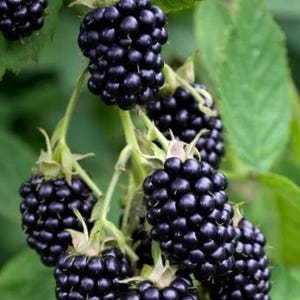 May include: A cluster of ripe, dark purple blackberries hanging from green stems. The fruit consists of numerous small, rounded drupelets tightly packed together. The berries are attached to light green stalks with visible green leaves nearby.