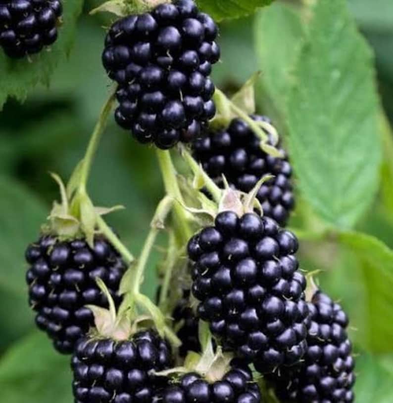Pu&ograve; includere: Un grappolo di more mature di colore viola scuro appese a steli verdi. Il frutto &egrave; composto da numerose piccole drupe arrotondate strettamente raggruppate. Le bacche sono attaccate a steli verde chiaro con foglie verdi visibili.