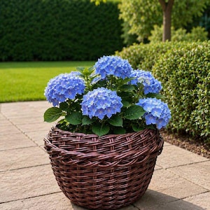 May include: A vibrant blue hydrangea plant with lush green leaves potted in a round, dark brown woven wicker basket. The plant features multiple clusters of small, delicate blue flowers that are densely packed together in a rounded shape.