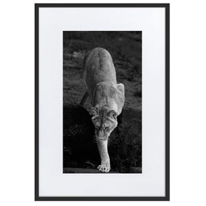May include: A black and white framed wall art print featuring a lioness walking forward. The animal is captured in a downward-facing pose with its head lowered and one front paw extended. The artwork is enclosed in a thin black frame with a white mat.