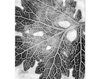 Estampado botánico de amapola de madera – Impresión en placa de gelatina en blanco y negro (5x7)