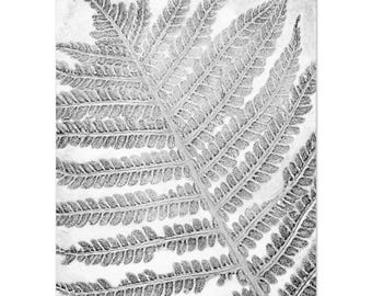 Lámina botánica "Astrich Fern" – Impresión en placa de gelatina en blanco y negro (5x7)