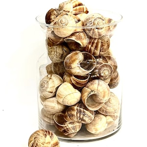 May include: A clear glass jar filled with numerous snail shells. The shells are primarily brown and beige, with spiral patterns. One shell rests outside the jar. The shells are a natural decorative element.