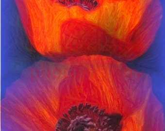 Poppy Love
