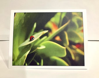 Note Cards - Ladybird