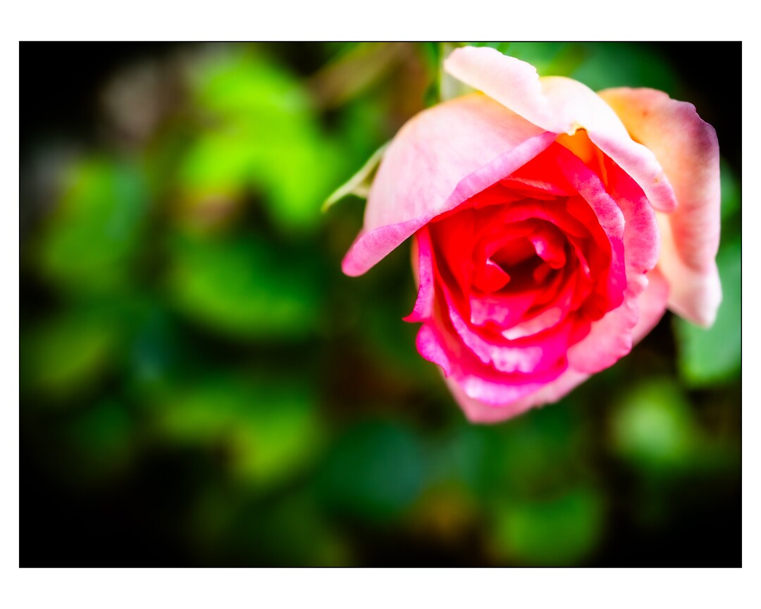 Mindful Memory Flower Photography Wall Art Etsy