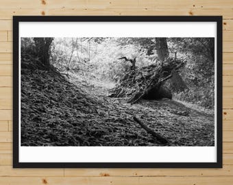 Tree stump, Pyrenees – BW photograph