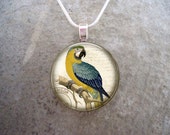 Attention-Getting Blue and Yellow Macaw Parrot Jewelry - 1 Inch Domed Glass Pendant Necklace, Key Chain, Zipper Pull - Style BIRD07