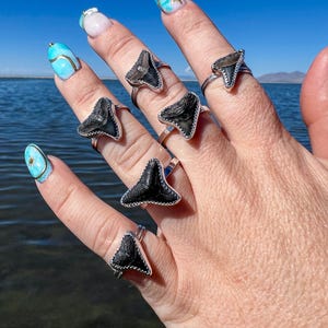May include: Six silver rings, each featuring a dark, triangular fossilized shark tooth set in a serrated metal bezel. The rings are worn on the fingers, showcasing the varied textures and shapes of the individual shark teeth.