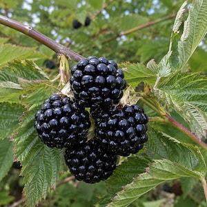 May include: A cluster of four ripe, glossy black blackberries hanging from a woody stem. The berries are composed of numerous small, rounded drupelets. They are surrounded by several serrated, bright green leaves with visible veins.