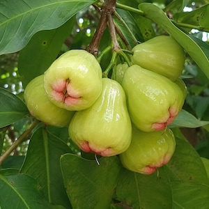 May include: A cluster of bell-shaped wax apples hanging from a tree branch. The fruit features a smooth, light green skin with subtle pinkish-red blushing at the base and around the center indentations, surrounded by dark green oval leaves.