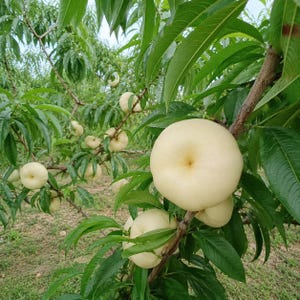 May include: A cluster of flat, round, pale cream-colored donut peaches hanging from the branches of a leafy green tree. The fruit features a smooth skin with a slight indentation in the center, surrounded by long, pointed green leaves on thin branches.