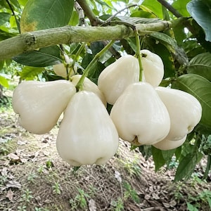 May include: A cluster of bell-shaped white wax apples hanging from a tree branch. The fruit has a smooth, glossy skin and a pale, creamy white color. The stems are green and attached to a thick, textured branch surrounded by dark green leaves.